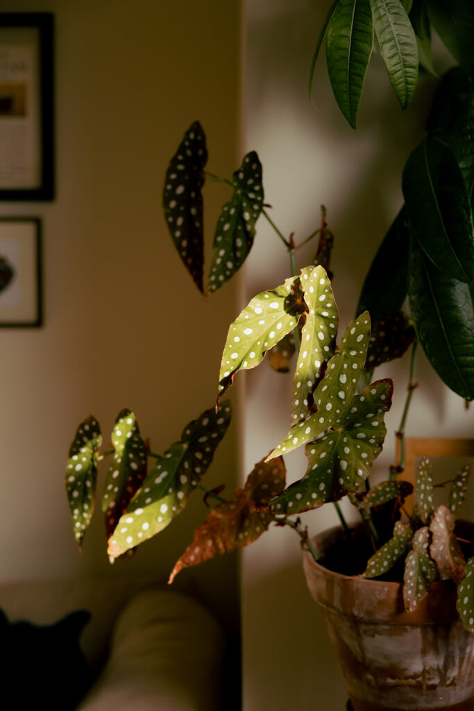 documentary style engagement session by Steady&Sway