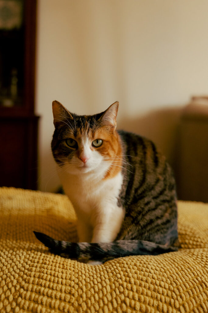 documentary style engagement session by Steady&Sway